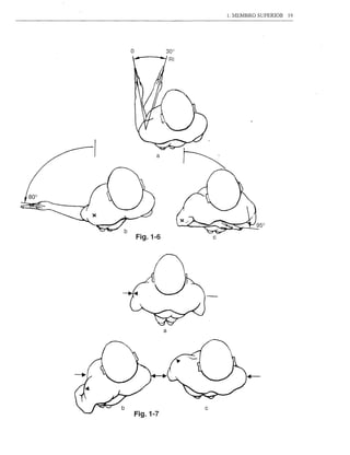 1. MEMBRO SUPERIOR   19




o




          a




    Fig.1-6           c




              a




                  c
    Fig.1-7
 