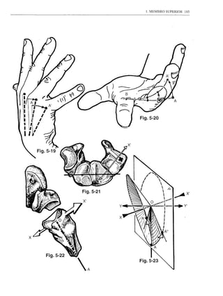 1. MEMBRO SUPERIOR   185




                                   Fig.5-20




                              XI

Fig.5-19




               Fig.5-21
                                                   ~XI
               XI




                          X




    Fig.5-22
 