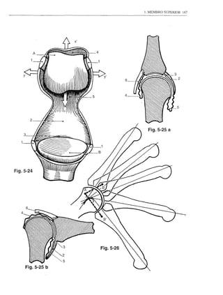 1. MEMBRO SUPERlOR   187




                    X'




                A




                                        6



                         5              4




            2


                                              Fig. 5-25 a
    3




Fig.5-24




        6




                             Fig.5-26
 
