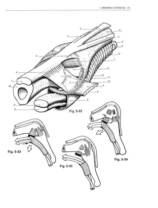 1. MEMBRO SUPERIOR    191




                                      2




M




Fig.5-33

                                 Fig.5-34

           Fig.5-35
 