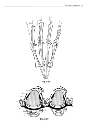 1. MEj1BRO SUPERIOR   193




 Fig.5-36




Fig.5-37
 