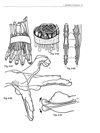 1. MEMBRO SUPERIOR    207




                   Fig.5-66




Fig.5-67                          a              b



           -                          Fig.5-68




               J



Fig.5-69                                         EP
                                                 EC




                     Fig.5-70
 
