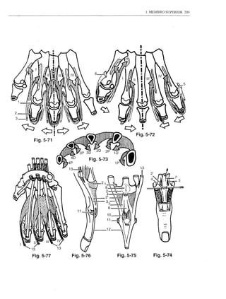 1. MEMBRO SUPERIOR   209




Fig.5-77   Fig.5-76   Fig.5-75      Fig.5-74
 