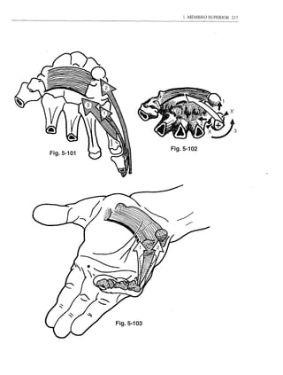 1. MEMBRO SUPERIOR   217




            Fig.5-102




Fig.5-103
 