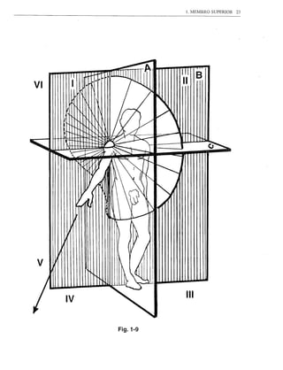 1. MEMBRO   SUPERIOR   23




                        I         B
                        11
VI


     I




V


                            111
         IV


              Fig.1-9
 