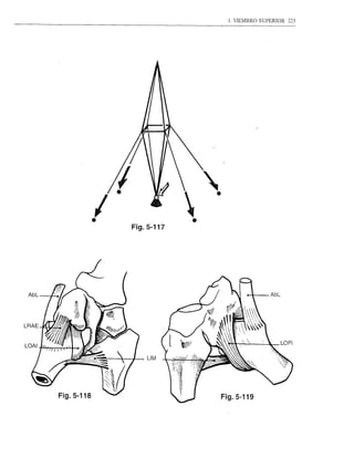 1. 1IEMBRO SUPERIOR   225




            I
            •
                Fig.5-117
                            •



                                                AbL




                    UM




Fig.5-118                       Fig.5-119
 