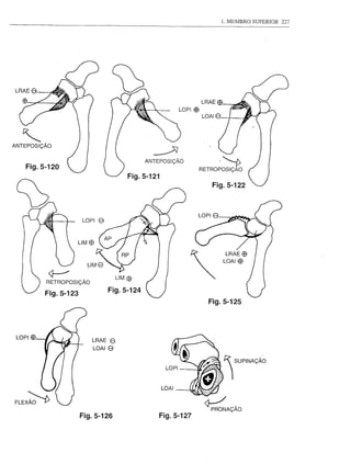 1. MEMBRO SUPERIOR   227




                                                                 LRAE$
                                                      LOPI ffi
                                                                 LOAI8



   ~
ANTEPOSIÇÃO
                                             ~

    Fig.5-120
                                           ANTEPOSIÇÃÓ                   ."-t>
                                                                 RETROPOSIÇÃO


                                                                     Fig.5-122



                         LOPI      e
                         UM   EB




              <}---'
             RETROPOSIÇÃO

             Fig.5-123
                                                                   Fig.5-125



 LOPI   EB
                               LRAE    8
                               LOAI    e




                         Fig.5-126               Fig.5-127
 