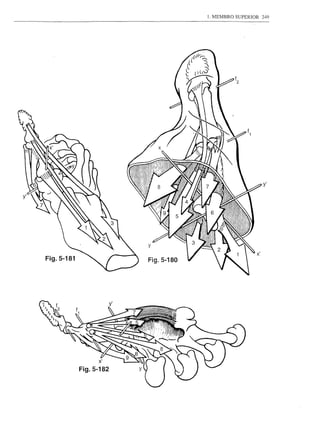 1. MEMBRO SUPERIOR   249




                                                         y'




Fig.5-181               Fig.5-180




            Fig.5-182
 