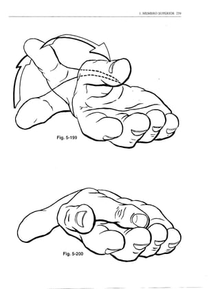 1. MEMBRO SUPERIOR   259




Fig.5-199




  Fig.5-200
 