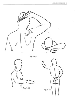 1. MEMBRO SUPERIOR   29




a

               Fig.1-14




    Fig.1-16
                          Fig.1-15
 