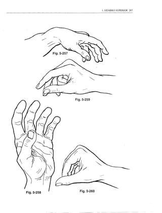 1. MEMBRO SUPERIOR   287




            Fig.5-259




Fig.5-258     Fig.5-260
 