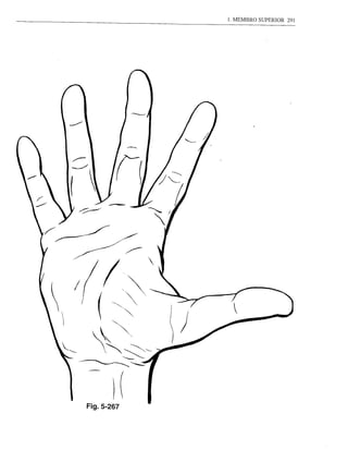 1. MEMBRO SUPERIOR   291




Fig.5-267
 