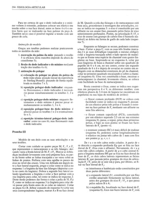 294   FISIOLOGIA ARTICULAR




      Para ter certeza de que o dedo indicador e o míni-       de M. Quando a cola das falanges e do metacarpeano está
mo voltem à exten"são, podemos colocar um elástico em          bem seca, procedemos à montagem das articulações, co-
tensão sobre a sua face dorsal, entre os furos 4 e 6 e ou-     mo se indica no esquema 5: o eixo é constituído por um
tros furos que se realizarão na face palmar da peça A.         alfinete ou um arame fino, passando pelos furos de eixo
Também neste caso é possível regular a tensão com um           anteriormente perfurados. Porém, na articulação F/ F2 o
pouco de cola.                                                 eixo de arame (um grampo de cabelo fino é bastante ma-
                                                               leável) se dobra em forma de garfo de cada lado (esque-
                                                               ma 7).
      Animação do modelo
                                                                     Enquanto as falanges se secam, podemos construir
      Graças aos tendões podemos realizar praticamente         a base. Cortar a peça C, com as suas três fendas marca-
todos os modelos da mão:
                                                               das f e as suas dobradiças (seguindo o mesmo código);
      1. escavação da palma da mão: puxando o tendão           colar a lingüeta tracejada sobre o lado aposto de manei-
         5 (a eficácia desta manobra depende da altura do      ra que se forme uma espécie de chaminé com quatro lin-
         cuneiforme 5);                                        güetas na base. Inspirando-se no esquema 6, colar por
      2. flexão do dedo indicador e do mínimo mediante         suas lingüetas de base. a chaminé sobre um quadrado de
                                                               papelão de 6 x 6 cm, no seu centro, cortar um segundo
         tração dos tendões 4 e 6;                             quadrado de 6 x 6 e depois de esvaziar no centro um re-
       3. animação do polegar                                  tângulo com as dimensões exteriores do pé da chaminé,
                                                               colar no primeiro quadrado encaixando-o sobre a chami-
          a) colocação do polegar no plano da palma da
                                                               né (esquema 6). Uma vez constituída a base, encaixar o
             mão (mão plana: posição inicial da experiência
                                                               metacarpeano (a chaminé, levemente cônica, se coloca
             de Sterling-Bunnel): puxando de forma equili-
             brada os tendões 7 e 3;                           com facilidade na base do metacarpeano).

          b) oposição polegar-dedo indicador: enquan-                 Resta construir e   fixar, como se indica nos esque-
             to flexionamos o dedo indicador é necessá-        mas em perspectiva 8       e 9, os diferentes tendões: com
             rio puxar simultaneamente os tendões 1. 3 e       elásticos planos de 3-4    mm de largura (se encontram em
             7:                                                papelarias ou nas lojas    de modelos de aviões):
          c) oposição polegar-dedo mínimo: enquanto tle-             - o flexor comum profundo (FCP) se coloca com
             xionamos o dedo mínimo é preciso puxar si-                facilidade como se indica no esquema 9, passan-
             multaneamente os tendões 1,3 e 4;                         do um elástico pelas três polias e fixando o extre-
                                                                       mo na face palmar de FJ mediante um alfinete ou
          d) oposição polegar-base do dedo mínimo: é                   uma fita adesiva;
             preciso puxar os tendões 1 e 2 e eventualmen-
             te o 3;                                                 - o flexor comum superficial (FCS), constituído
          e) oposição término-lateral polegar-dedo indi-               por um elástico separado 2,5 cm no seu extremo
             cador: como no caso b), mas tlexionando mais              (esquema 9), passa, a seguir, pelas duas primeiras
             o dedo indicador.                                         polias, e logo as suas pontas se fixam nas faces
                                                                       laterais de F2 (ponto v);
                                                                     - o extensor comum (EC) é mais difícil de realizar
Prancha    III                                                         (esquema 8); podemos cortar longitudinalmente
                                                                       o elástico ou juntar três cabos de 1 mm com fios
                                                                       aos pontos p, q, r, S, t.
      Modelo de um dedo com as suas articulações e os
seus tendões.                                                         De tas os três cabos estão colados. A partir de s
                                                               se descola a expansão profunda Ep que se fixa na face
       Cortar com cuidado as quatro peças M, FI' F, e F]
que representam o metacarpeano e as três falanges. dei-        dorsal de FI (fixa com o alfinete). Novamente, de r a q
                                                               com três cabos colados. A partir de q o cabo central fi-
xando vazia a fenda lateral de M, FI e F2• Marcar as dobra-
diças incidindo levemente com uma pequena faca, na par-        gura a lingüeta mediana 1M que se fixa na face dorsal da
te da frente sobre as linhas tracejadas e no verso sobre as    base de F2' os dois cabos laterais representam as faixas
linhas de pontos. Perfurar com uma agulha os passos do         laterais BI que passam pelos grampos do eixo da articu-
eixo no nível das cruzes. Uma vez dobrada em ângulo re-        lação FI / F2 antes de se unir em p para, por último, se fi-
to a face lateral esquerda, pregar e colar como se indica no   xar na face dorsal de F];
esquema 1 a lingüeta da base das falanges (depositar a co-            - os interósseos e lumbricais estão constituídos por
la no canto da lingüeta). Dobrar a segunda face lateral co-             duas partes diferentes:
lando igualmente a lingüeta e colar a face palmar com a                a) a expansão lateral El, constituída por um fino
sua lingüeta para colar, tal como se indica no esquema 2.                 cordão amarrado firmemente na faixa lateral,
Deste modo podemos dar forma e colar a polia de ~1, Fie                   antes dos grampos do eixo FI / F2, e que passa
F, como se indica no esquema 3 (a lingüeta para colar de-                 pelos sulcos B e A;
ve passar pela fenda antes de se colar no interior). Cortar
as peças A e B, dobrar copiando do esquema 4 e colar nos               b) o espaldão Es, localizado na face dorsal de FI
seus correspondentes lugares, marcar A eB na face dorsal                  (esquema 8), fixos nas faces laterais de FI com
 