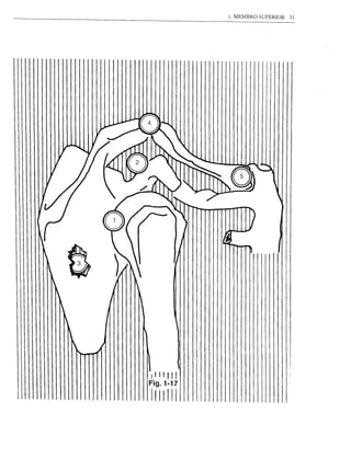 1. MEMBRO SUPERIOR   31
 