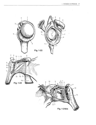 1. .1E~'1BRO SUPERIOR        37




           4


    3




5
                                              8




                Fig.1-23




           14
                           9   10   5
Fig.1-24
                                                            11

                                                                 12



                                                                      13


                     .!



                                        Fig. 1-24bis
 