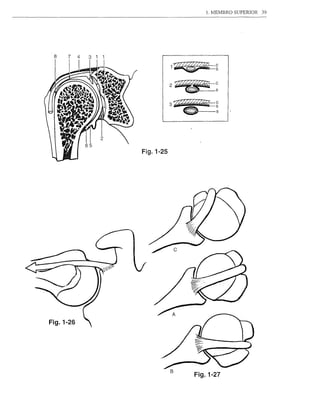 1. MEMBRO SUPERIOR   39




 8    7    4   3 1 1




                                      32Z//////~c
                                           ~.:.I
                                  2~                      S




                       Fig.1-25




Fig.1-26




                                  B
                                                   Fig.1-27
 