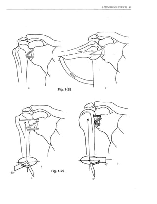 1. MEMBRO SUPERIOR   41




a                        b
            Fig.1-28




                                  b
    a
        Fig.1-29
 