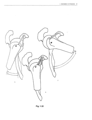 1. MEMBRO SUPERIOR   43




                   c
b




               a




    Fig.1-30
 