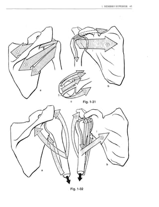1. MEMBRO SUPERIOR   45




c           Fig.1-31




Fig. 1-32
 