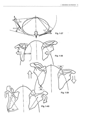 1. MEMBRO SUPERIOR   51




           Fig.1-37




           Fig.1-38




                 Fig.1-39




Fig.1-40
 