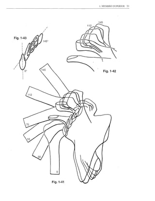 1. MEMBRO SUPERIOR   53




                      145




Fig.1-43
     I
     I
     I
     I
     I




                            Fig.1-42




           Fig.1-41
 