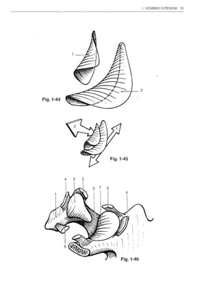 1. MEMBRO SUPERIOR   55




                                 2

Fig.1-44




                 Fig.1-45



           423




                      Fig.1-46
 