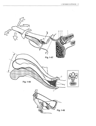 1. MEMBRO SUPERIOR   57




           Fig.1-47




                          2


Fig.1-48
                              y'




                      Fig.1-49
 