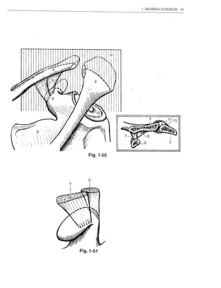 1. MEMBRO SUPERIOR   59




        Fig. 1-50




        c
T




    Fig.1-51
 