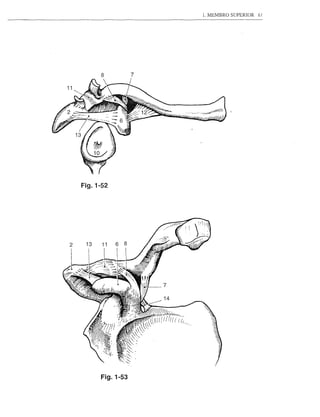 1. MEMBRO SUPERIOR   61




Fig.1-52




      Fig.1-53
 