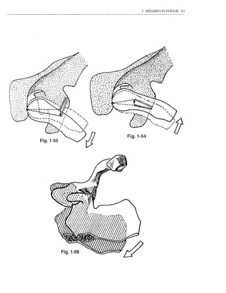 I. MEMBRO SUPERlOR   63




           Fig.1-54




Fig.1-56
 