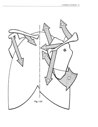 1. lIEMBRO SUPERIOR   65




Fig. 1-57
 
