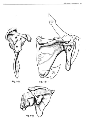 1. MEMBRO SUPERIOR   69




Fig.1-60              Fig.1-61




           Fig.1-62
 