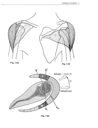 1. MEMBRO SUPERIOR   71




Fig.1-63
                       Fig.1-64




           Fig.1-65
 