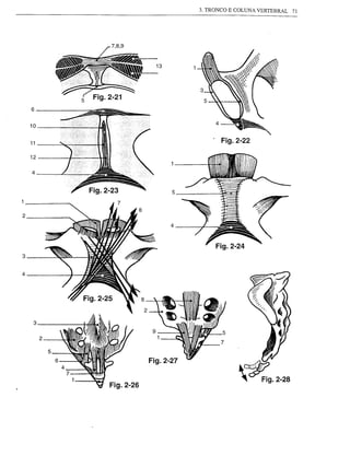 3. TRONCO E COLUNA VERTEBRAL   71




                   13




    6

    10

    11

    12

    4


                        5


2
                        4




3

4




     3

         2

             5
                 Fig.2-27
 