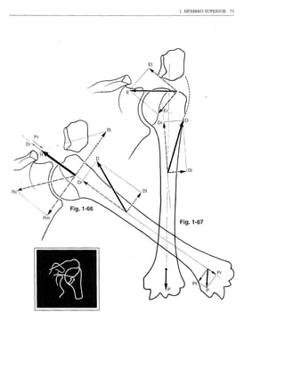 1. MEMBRO SUPERIOR   73




Pr




     Fig.1-67
 