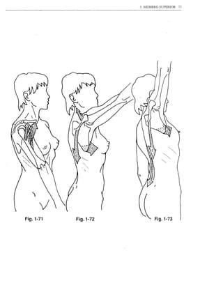1. J'lEMBRO SUPERIOR   77




Fig.1-71   Fig.1-72           Fig.1-73
 