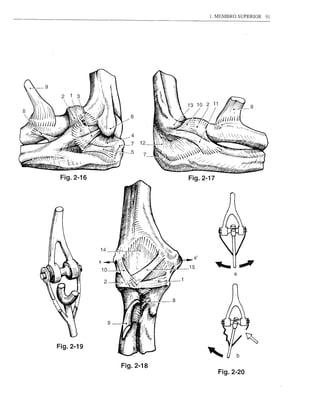 1. MEMBRO SUPERIOR   91




 Fig.2-16              Fig.2-17




                        X'

                       15
                                       a




Fig.2-19
                                       b

            Fig.2-18
                                  Fig.2-20
 