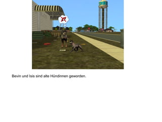 Bevin und Isis sind alte Hündinnen geworden.
 