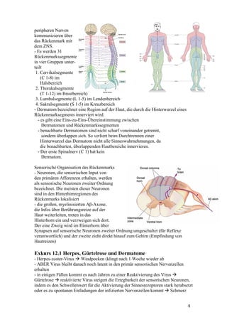 peripheren Nerven
kommunizieren über
das Rückenmark mit
dem ZNS.
- Es werden 31
Rückenmarkssegmente
in vier Gruppen unter-
teilt
 1. Cervikalsegmente
    (C 1-8) im
    Halsbereich
 2. Thorakalsegmente
    (T 1-12) im Brustbereich)
 3. Lumbalsegmente (L 1-5) im Lendenbereich
 4. Sakralsegmente (S 1-5) im Kreuzbereich
- Dermatom bezeichnet eine Region auf der Haut, die durch die Hinterwurzel eines
Rückenmarksegments innerviert wird.
  - es gibt eine Eins-zu-Eins-Übereinstimmung zwischen
     Dermatomen und Rückenmarkssegmenten
  - benachbarte Dermatomen sind nicht scharf voneinander getrennt,
     sondern überlappen sich. So verliert beim Durchtrennen einer
    Hinterwurzel das Dermatom nicht alle Sinneswahrnehmungen, da
    die benachbarten, überlappenden Hautbereiche innervieren.
  - Der erste Spinalnerv (C 1) hat kein
     Dermatom.

Sensorische Organisation des Rückenmarks
- Neuronen, die sensorischen Input von
den primären Afferenzen erhalten, werden
als sensorische Neuronen zweiter Ordnung
bezeichnet. Die meisten dieser Neuronen
sind in den Hinterhirnregionen des
Rückenmarks lokalisiert
- die großen, myelinisierten Aβ-Axone,
die Infos über Berührungsreize auf der
Haut weiterleiten, treten in das
Hinterhorn ein und verzweigen sich dort.
Der eine Zweig wird im Hinterhorn über
Synapsen auf sensorische Neuronen zweiter Ordnung umgeschaltet (für Reflexe
verantwortlich) und der zweite zieht direkt hinauf zum Gehirn (Empfindung von
Hautreizen)

Exkurs 12.1 Herpes, Gürtelrose und Dermatome
- Herpes-zoster-Virus Windpocken (klingt nach 1 Woche wieder ab
- ABER Virus bleibt danach noch latent in den primär sensorischen Nervenzellen
erhalten
- in einigen Fällen kommt es nach Jahren zu einer Reaktivierung des Virus
Gürtelrose reaktivierte Virus steigert die Erregbarkeit der sensorischen Neuronen,
indem es den Schwellenwert für die Aktivierung der Sinnesrezeptoren stark herabsetzt
oder es zu spontanen Entladungen der infizierten Nervenzellen kommt Schmerz


                                                                                   4
 