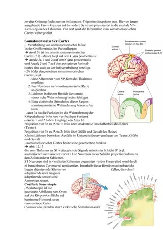 zweiter Ordnung findet nur im ipsilateralen Trigeminushauptkern statt. Die von jenem
ausgehende Fasern kreuzen auf die andere Seite und projiezieren in die mediale VP-
Kern-Region des Tahlamus. Von dort wird die Information zum somatosensorischen
Cortex weitergeleitet.

Somatosensorischer Cortex
- Verarbeitung von somatosensorischer Infos:
In der Großhirnrinde, im Parietallappen
    Areal 3b ist der primär somatosensorischer
Cortex (S1) – dieser liegt auf dem Gyrus postcentralis
    Areale 3a, 1 und 2 auf dem Gyrus postcentralis
und Areale 5 und 7 auf dem posterioren Parietal-
cortex sind auch an der Infoverarbeitung beteiligt.
- 3b bildet den primären somatosensorischen
Cortex, weil
   1. viele Afferenzen vom VP-Kern des Thalamus
      empfängt
   2. Ihre Neuronen auf somatosensorische Reize
      ansprechen
   3. Läsionen in diesem Bereich die somato-
      sensorische Wahrnehmung beeinträchtigen
   4. Eime elektrische Stimulation dieser Region
      somatosensorische Wahrnehmung hervorrufen
      kann.
- Area 3a hat die Funktion ist die Wahrnehmung der
Körperhaltung (Infos von vestibulärem System)
- Areae 1 und 2 haben Eingänge von Area 3b:
Projektion von 3b zu Area 1: Infos über strukturelle Beschaffenheit des Reizes
(Textur)
Projektion von 3b zu Area 2: Infos über Größe und Gestalt des Reizes
Kleine Läsionen bewirken Ausfälle im Unterscheidungsvermögen von Textur, Größe
und Gestalt
- somatosensorischer Cortex besitzt eine geschichtete Struktur
    Abb. 12.17
die vom Thalamus an S1 weitergeleitete Signale münden in Schicht IV (vgl.
auditorischer und visueller Cortex). Die Neuronen dieser Schicht projiezieren dann zu
den Zellen anderer Schichten.
S1 Neuronen sind in vertikalen Kolumnen organisiert – jedes Fingerglied wurd durch
ei benachbartes Cortexareal repräsentiert. Innerhalb dieser Repräsentationsbereiche
liegen alternierende Säulen von                                  Zellen, die schnell
adaptierende oder langsam
adaptierende sensorische
Antworten zeigen.
Cortikale Somatotopie
- Somatotopie ist die
geordnete Abbildung von Orten
auf der Körper-oberfläche auf
bestimmte Hirnstrukturen
- somatotope Karten
(Homunculus) werden durch elektrische Stimulation oder


                                                                                  6
 