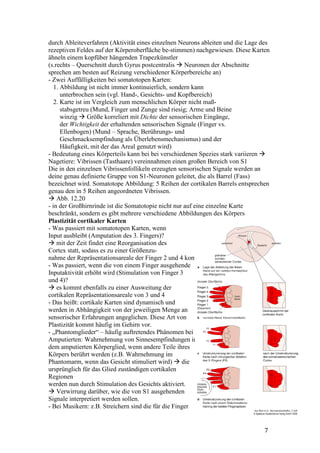 durch Ableiteverfahren (Aktivität eines einzelnen Neurons ableiten und die Lage des
rezeptiven Feldes auf der Körperoberfläche be-stimmen) nachgewiesen. Diese Karten
ähneln einem kopfüber hängenden Trapezkünstler
(s.rechts – Querschnitt durch Gyrus postcentralis Neuronen der Abschnitte
sprechen am besten auf Reizung verschiedener Körperbereiche an)
- Zwei Auffälligkeiten bei somatotopen Karten:
   1. Abbildung ist nicht immer kontinuierlich, sondern kann
      unterbrochen sein (vgl. Hand-, Gesichts- und Kopfbereich)
   2. Karte ist im Vergleich zum menschlichen Körper nicht maß-
      stabsgetreu (Mund, Finger und Zunge sind riesig; Arme und Beine
      winzig Größe korreliert mit Dichte der sensorischen Eingänge,
      der Wichtigkeit der erhaltenden sensorischen Signale (Finger vs.
      Ellenbogen) (Mund – Sprache, Berührungs- und
      Geschmacksempfindung als Überlebensmechanismus) und der
      Häufigkeit, mit der das Areal genutzt wird)
- Bedeutung eines Körperteils kann bei bei verschiedenen Spezies stark variieren
Nagetiere: Vibrissen (Tasthaare) vereinnahmen einen großen Bereich von S1
Die in den einzelnen Vibrissenfollikeln erzeugten sensorischen Signale werden an
deine genau definierte Gruppe von S1-Neuronen geleitet, die als Barrel (Fass)
bezeichnet wird. Somatotope Abbildung: 5 Reihen der cortikalen Barrels entsprechen
genau den in 5 Reihen angeordneten Vibrissen.
    Abb. 12.20
- in der Großhirnrinde ist die Somatotopie nicht nur auf eine einzelne Karte
beschränkt, sondern es gibt mehrere verschiedene Abbildungen des Körpers
Plastizität cortikaler Karten
- Was passiert mit somatotopen Karten, wenn
Input ausbleibt (Amputation des 3. Fingers)?
    mit der Zeit findet eine Reorganisation des
Cortex statt, sodass es zu einer Größenzu-
nahme der Repräsentationsareale der Finger 2 und 4 kommt.
- Was passiert, wenn die von einem Finger ausgehende
Inputaktivität erhöht wird (Stimulation von Finger 3
und 4)?
    es kommt ebenfalls zu einer Ausweitung der
cortikalen Repräsentationsareale von 3 und 4
- Das heißt: cortikale Karten sind dynamisch und
werden in Abhängigkeit von der jeweiligen Menge an
sensorischer Erfahrungen angeglichen. Diese Art von
Plastizität kommt häufig im Gehirn vor.
- „Phantomglieder“ – häufig auftretendes Phänomen bei
Amputierten: Wahrnehmung von Sinnesempfindungen in
dem amputierten Körperglied, wenn andere Teile ihres
Körpers berührt werden (z.B. Wahrnehmung im
Phantomarm, wenn das Gesicht stimuliert wird) die
ursprünglich für das Glied zuständigen cortikalen
Regionen
werden nun durch Stimulation des Gesichts aktiviert.
    Verwirrung darüber, wie die von S1 ausgehenden
Signale interpretiert werden sollen.
- Bei Musikern: z.B. Streichern sind die für die Finger


                                                                                 7
 