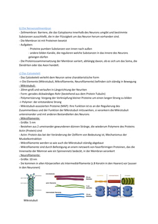 b) Die Nervenzellmembran
- Zellmembran: Barriere, die das Cytoplasma innerhalb des Neurons umgibt und bestimmte
Substanzen ausschließt, die in der Flüssigkeit um das Neuron herum vorhanden sind.
- Die Membran ist mit Proteinen besetzt
- Aufgaben:
        - Proteine pumben Substanzen von innen nach außen
        - andere bilden Kanäle, die regulieren welche Substanzen in das Innere des Neurons
        gelangen dürfen
- Die Proteinzusammensetzung der Membran variiert, abhängig davon, ob es sich um das Soma, die
Dendriten oder das Axon handelt.

c) Das Cytoskelett
- Das Cytoskelett verleiht dem Neuron seine charakteristische Form
-> Die Elemente (Mikrotubuli, Mikrofilamente, Neurofilamente) befinden sich ständig in Bewegung
- Mikrotubuli:
- 20nm groß und verlaufen in Längsrichtung der Neuriten
- Form: gerades dickwändiges Rohr (bestehend aus dem Protein Tubulin)
- Polymerisierung: Vorgang der Verknüpfung kleiner Proteine um einen langen Strang zu bilden
-> Polymer: der entstandene Strang
- Mikrotubuli-assozierten Proteine (MAP): Ihre Funktion ist es an der Regulierung des
Zusammenbaus und der Funktion der Mikrotubuli mitzuwirken, si verankern die Mikrotubuli
untereinander und mit anderen Bestandteilen des Neurons
- Mikrofilamente:
- Größe: 5 nm
- Bestehen aus 2 umeinander gewundenen dünnen Stränge, die wiederum Polymere des Proteins
Actin (Protein) sind
- Actin: Protein das bei der Veränderung der Zellform von Bedeutung ist, Mechanismus der
Muskelkontraktion
- Mikrofilamente werden so wie auch die Mikrotubuli ständig abgebaut
- Mikrofilamente sind durch Befestigung an enem netzwerk von faserförimigen Proteinen, das die
Innenseite der Memran wie ein Spinnennetz bedeckt, in der Membran verankert
- Neurofilamente:
- Größe: 10 nm
- Sie kommen in allen Körperzellen als Intermediärfilamente (z.B Keratin in den Haaren) vor (ausser
in den Neuronen)




   Mikrotubuli
 