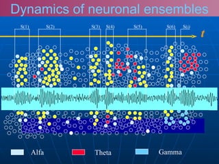 Alfa Theta Gamma t S(2) S(1) S(3) S(4) S(5) S(6) S( i) Dynamics of neuronal ensembles 