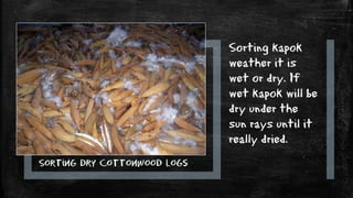 Sorting dry cottonwood logs
Sorting kapok
weather it is
wet or dry. If
wet kapok will be
dry under the
sun rays until it
really dried.
 