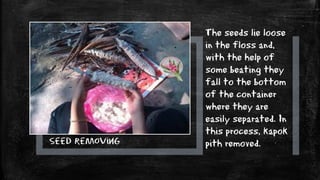 Seed removing
The seeds lie loose
in the floss and,
with the help of
some beating they
fall to the bottom
of the container
where they are
easily separated. In
this process, kapok
pith removed.
 