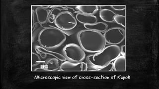 Microscopic view of cross-section of Kapok
 
