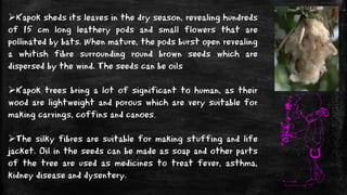 Kapok sheds its leaves in the dry season, revealing hundreds
of 15 cm long leathery pods and small flowers that are
pollinated by bats. When mature, the pods burst open revealing
a whitish fibre surrounding round brown seeds which are
dispersed by the wind. The seeds can be oils
Kapok trees bring a lot of significant to human, as their
wood are lightweight and porous which are very suitable for
making carvings, coffins and canoes.
The silky fibres are suitable for making stuffing and life
jacket. Oil in the seeds can be made as soap and other parts
of the tree are used as medicines to treat fever, asthma,
kidney disease and dysentery.
 