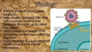 • KSHV is a herpes virus(human
herpes 8).
• large double- stranded DNA virus
with a protein covering that
packages its nucleic acids called
the capsid
• which is then surrounded by an
amorphous protein layer called the
tegument
• finally enclosed in a lipid envelope
derived in part from the cell
membrane.
 