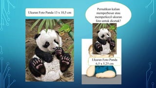 Pernahkan kalian
memperbesar atau
memperkecil ukuran
foto untuk dicetak?
Ukuran Foto Panda 13 x 10,5 cm
Ukuran Foto Panda
6,5 x 5,25 cm
 
