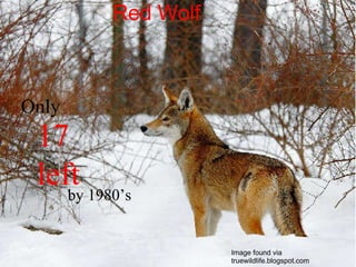  Image found via truewildlife.blogspot.com Red Wolf Only  17 left by 1980’s 